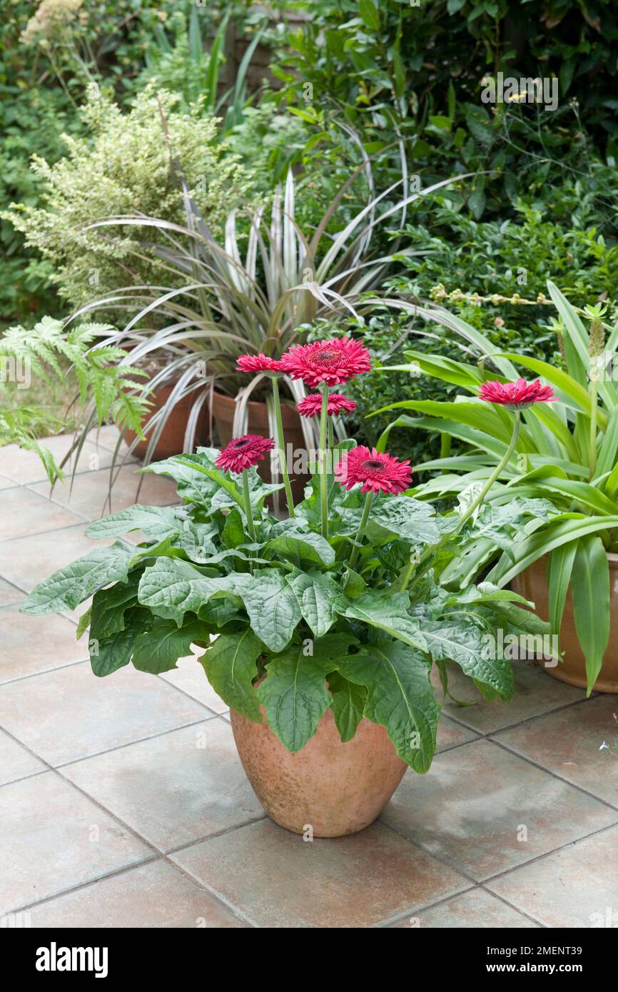 Landschaft Gerbera 'Mount Rushmore' und bronzene Form von Astelia nervosa in Terrakotta Töpfen auf der Sommerterrasse Stockfoto