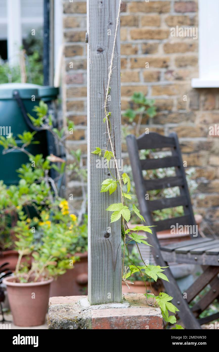 Ein Bein einer Pergola mit Kletterpflanze, die aufwächst, Holzgartenstuhl im Hintergrund Stockfoto