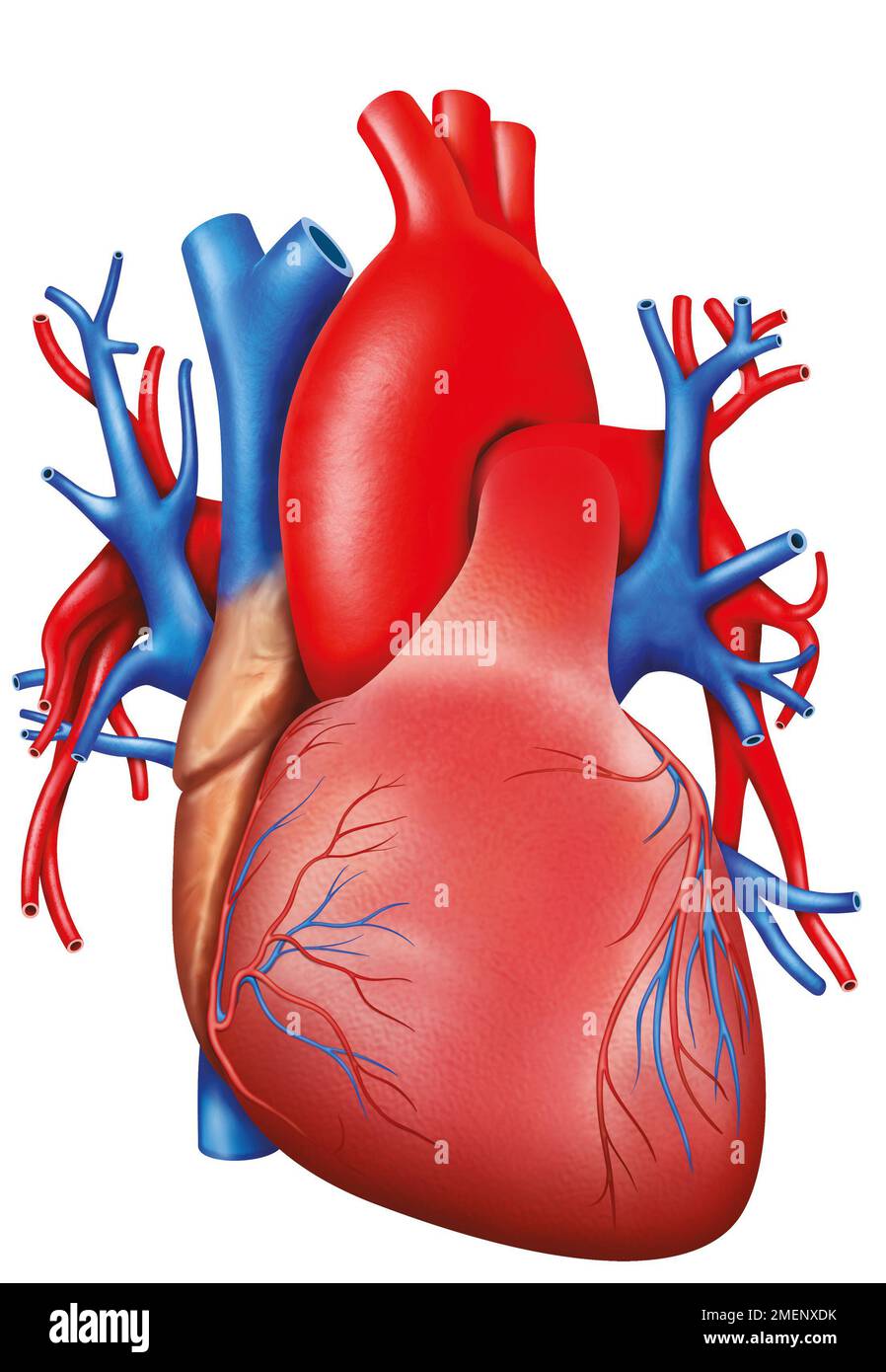 Menschliches Herz Stockfoto