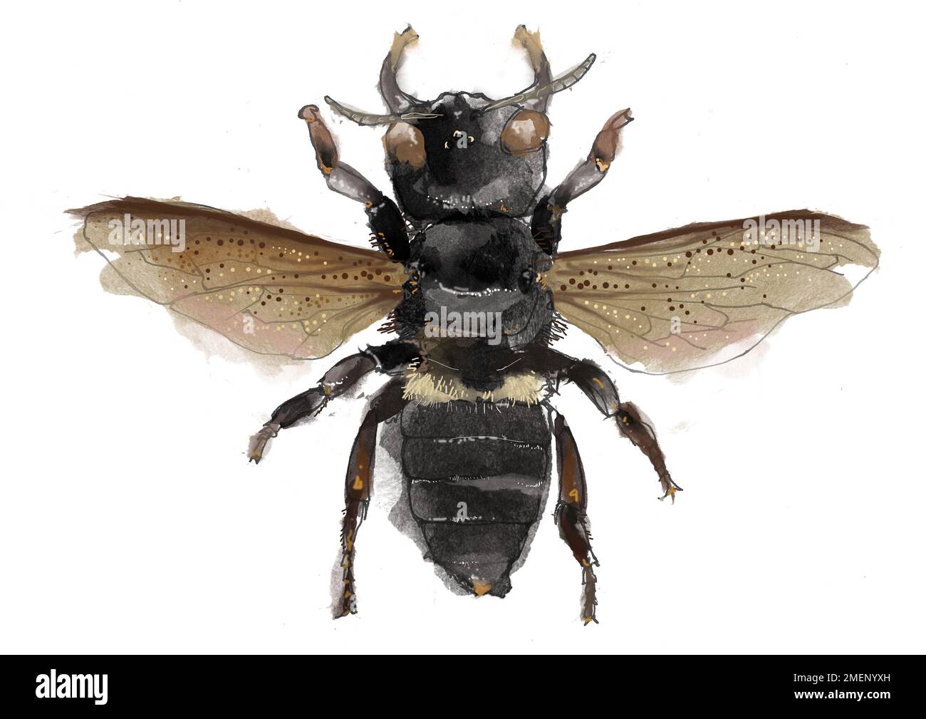 Biene (Megachile pluto) Stockfoto