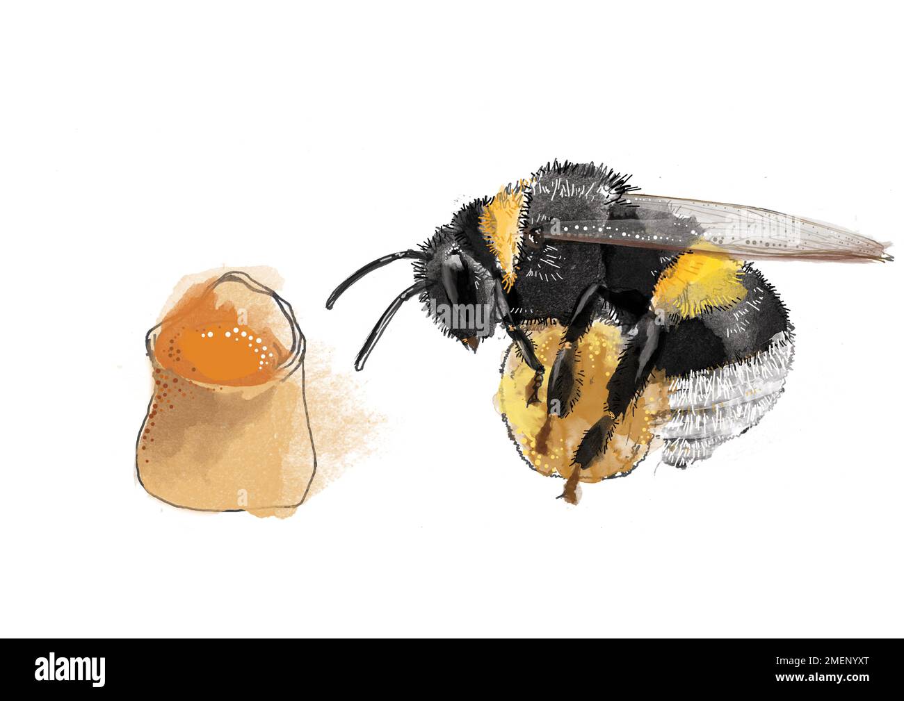 Bienenlebenszyklus Stockfoto