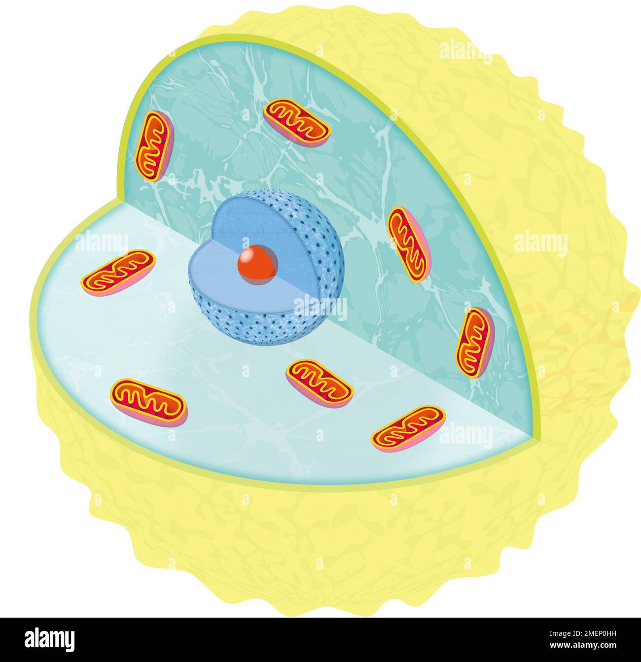 Körperzellen: Innerhalb einer Zelle Stockfoto