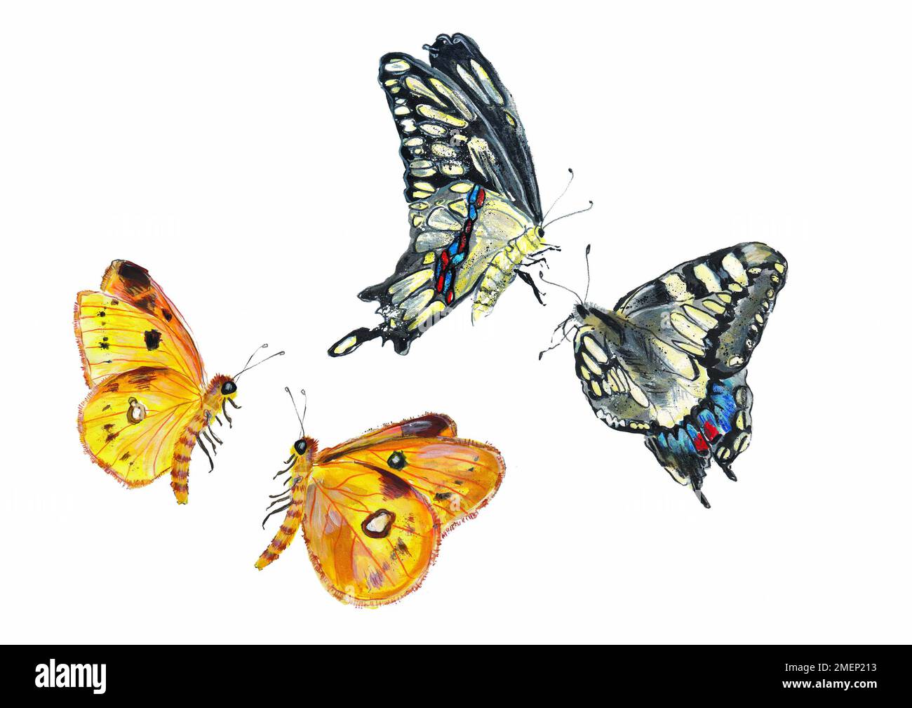 Tanzende Schmetterlinge und Motten Stockfoto