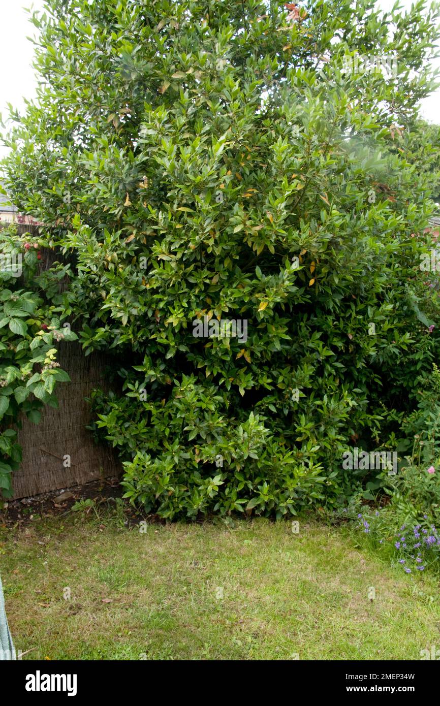 Großer Lorbeerbaum im Vorstadtgarten. Stockfoto