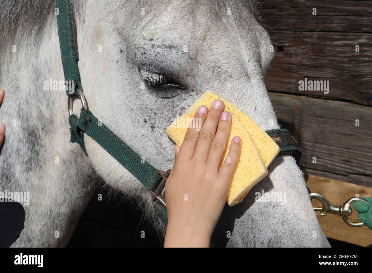Verwenden Sie einen weichen Schwamm, um die Haut um das Auge von einem Pony in Dappelgrau zu reinigen, Nahaufnahme Stockfoto