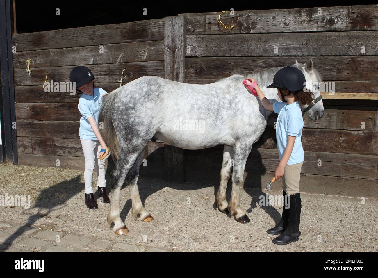 Mädchen und Jungen pflegen graues Pony im Stallhof, Seitenansicht Stockfoto