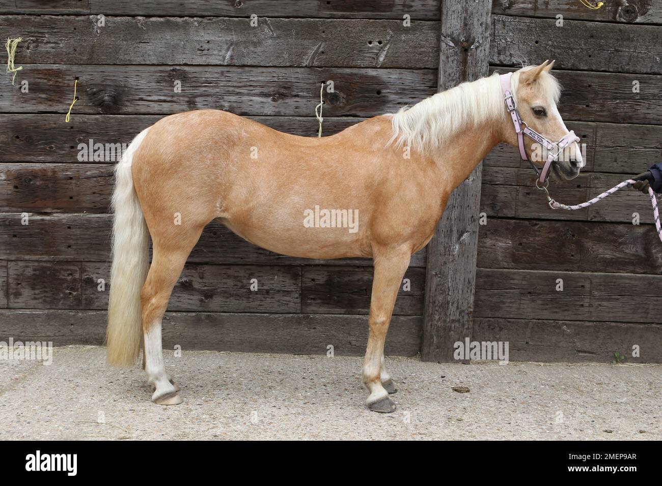 Palomino-Pony in Reitställen, Seitenansicht Stockfoto