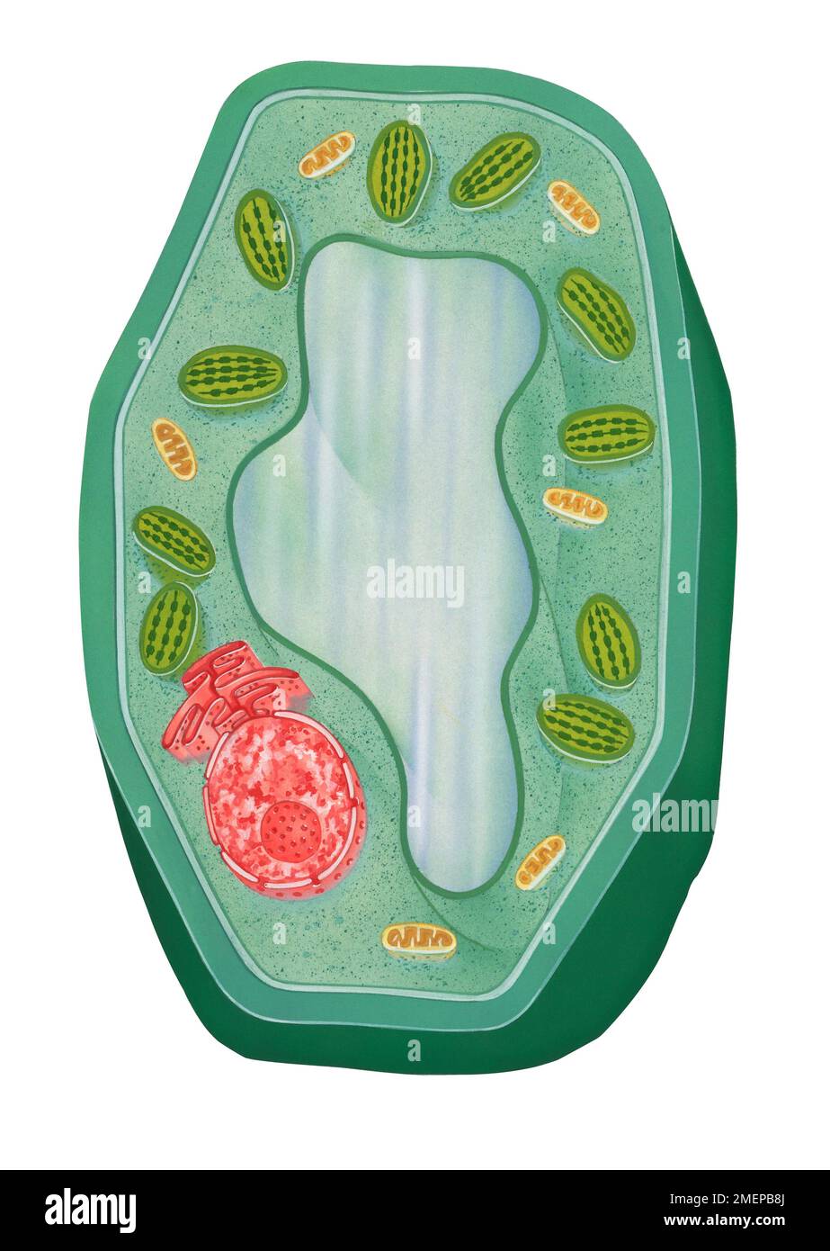 Typische Pflanzenzelle Stockfoto