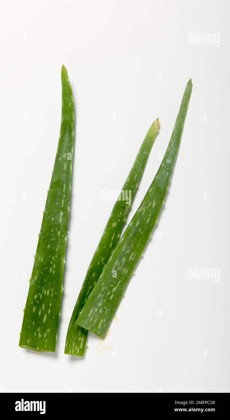 Saftige grüne Aloe Vera-Blätter Stockfoto