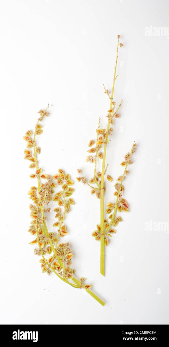 Rheum palmatum (Türkischer Rhabarber)-Blütenstielschneiden Stockfoto