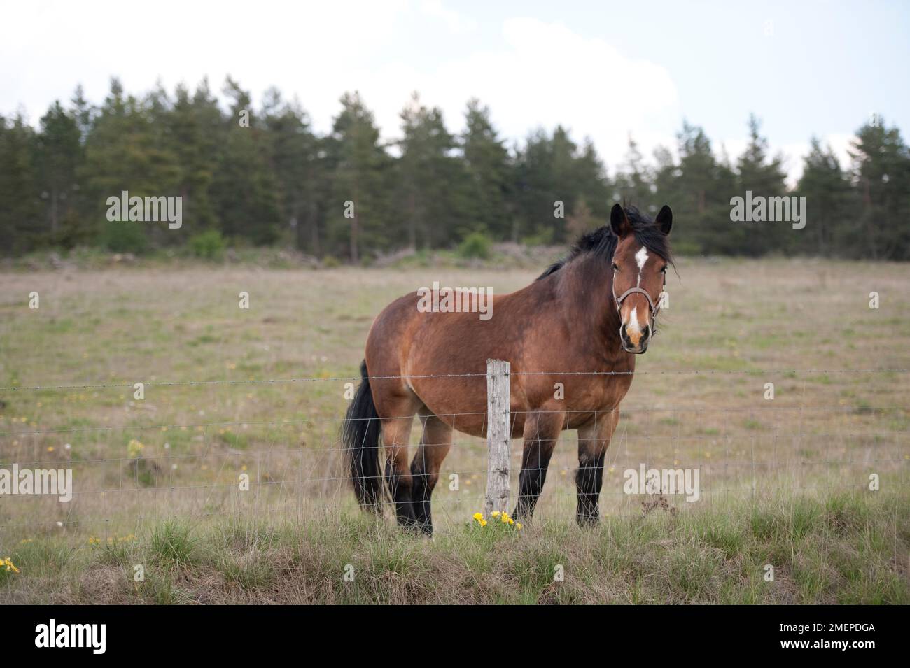 Frankreich, Languedoc-Roussillon, Lozere, Pferderennen hinter Stacheldrahtzaun im Feld Stockfoto