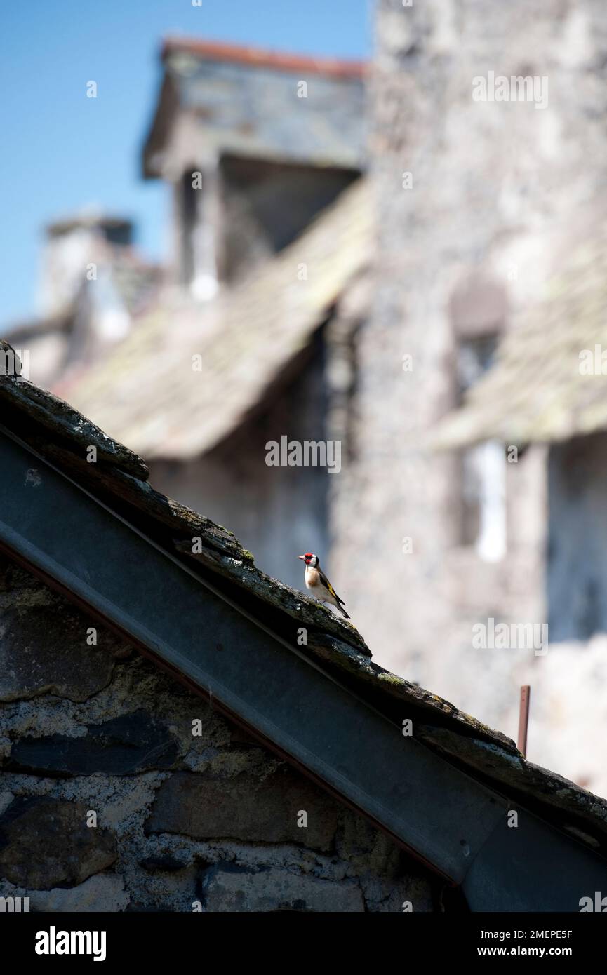 Frankreich, Auvergne, Cantal, Salers, Europäischer Goldfinch (Carduelis carduelis) auf dem alten Hausdach Stockfoto