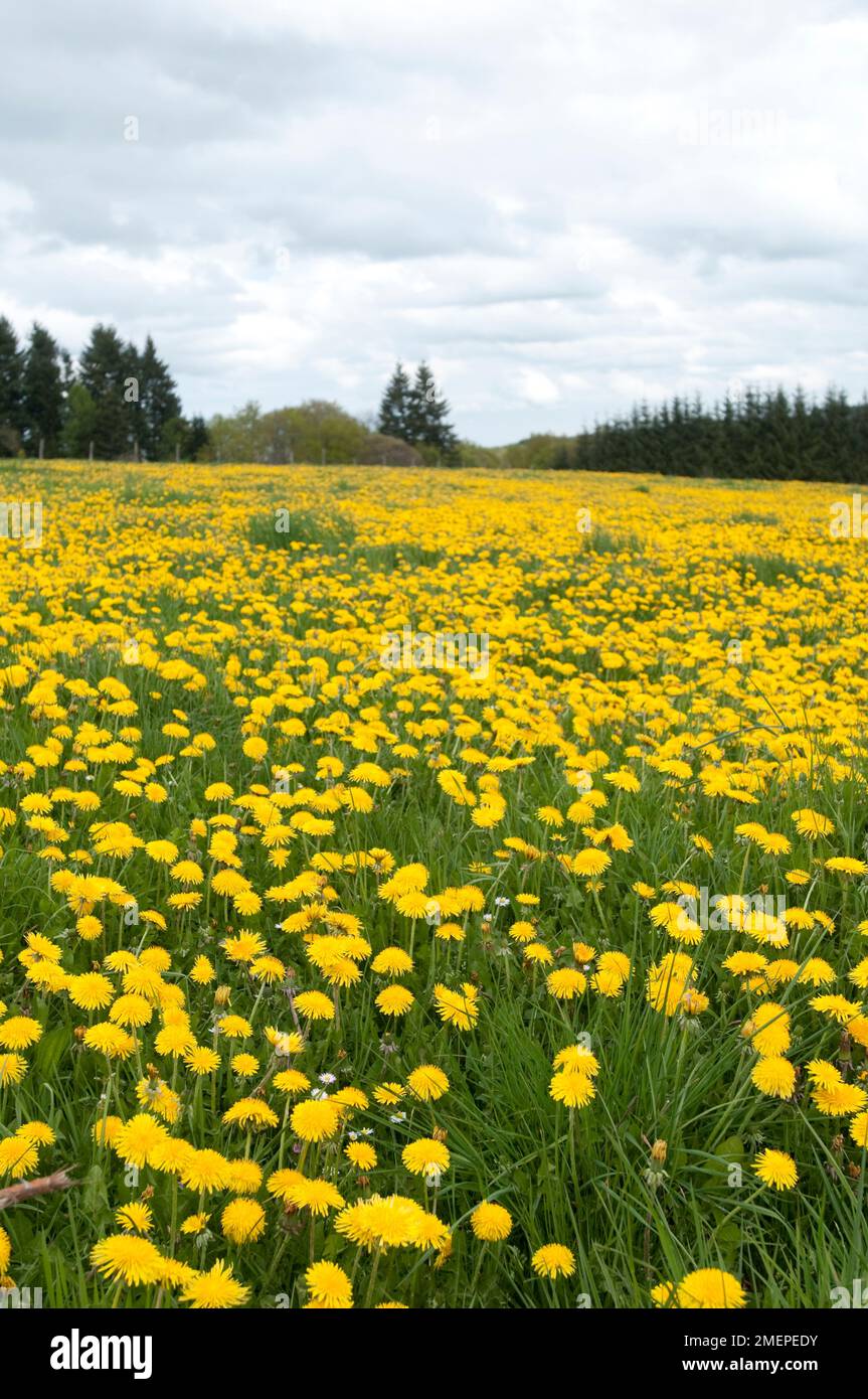 Frankreich, Massif Central, Limousin, Parc Naturel de Millevaches en Limousin, Feld mit lebendigen gelben Löwenzahnen Stockfoto