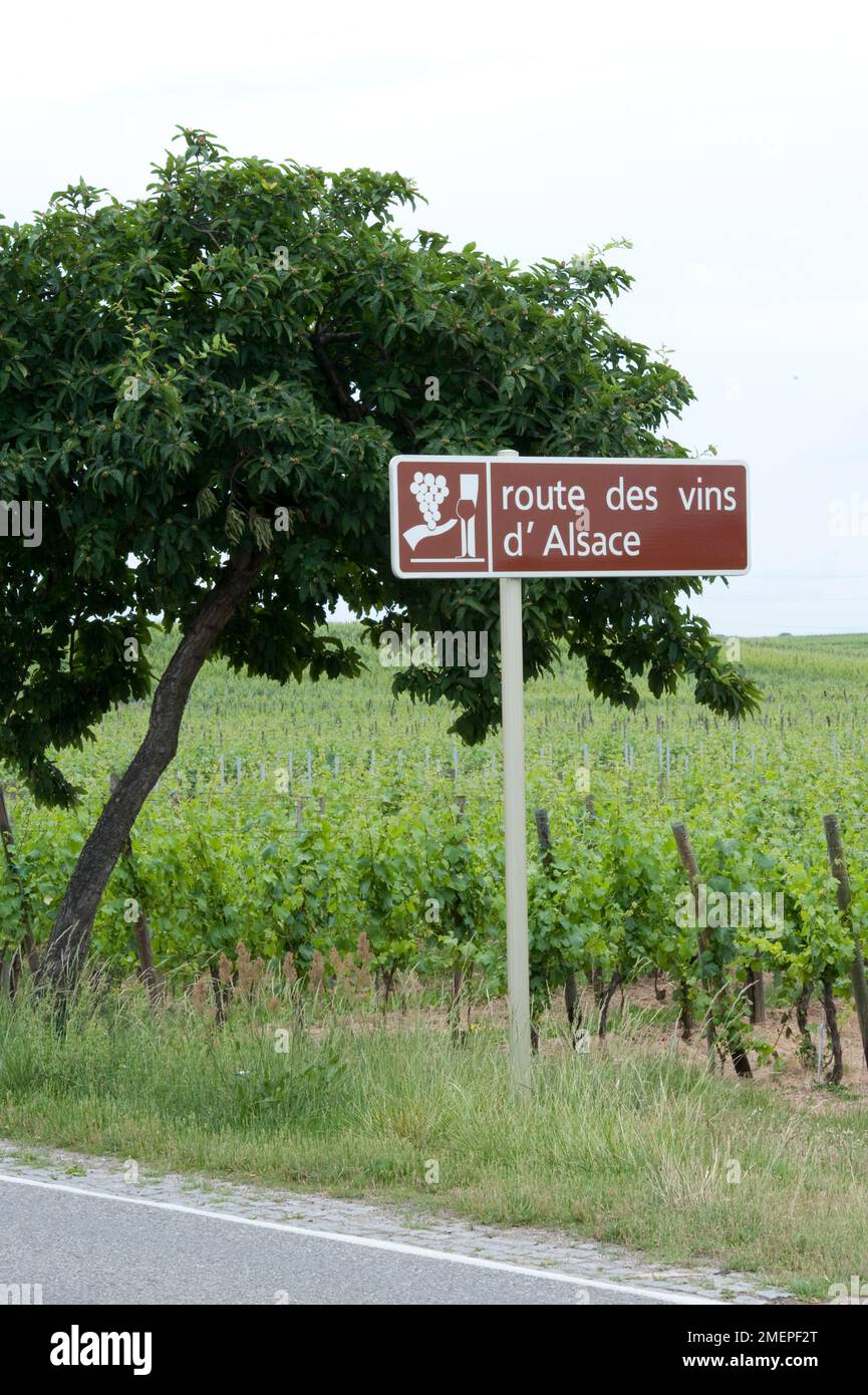 Frankreich, Elsass, Route des Vins d'Alsace, Schild Weinstraße Stockfoto