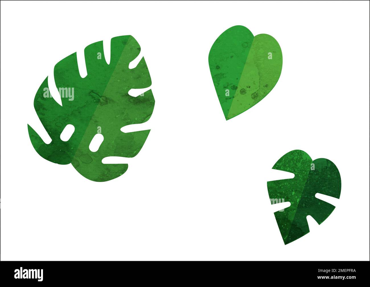 Monstera-Blätter Stockfoto