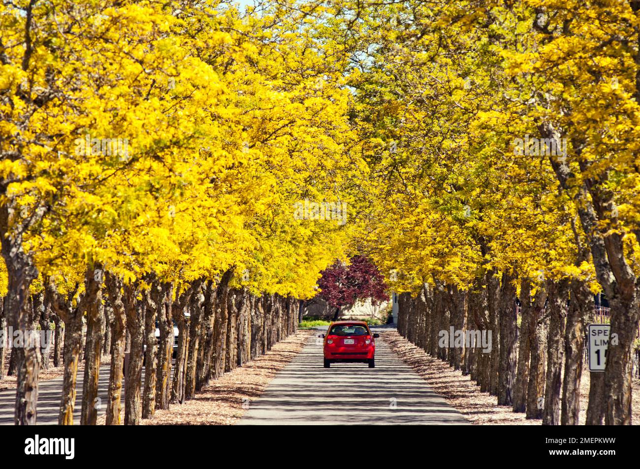 USA, Kalifornien, Napa Valley, Calistoga, Auto auf einer von Bäumen gesäumten Straße, die zu den Sterling Vineyards führt Stockfoto