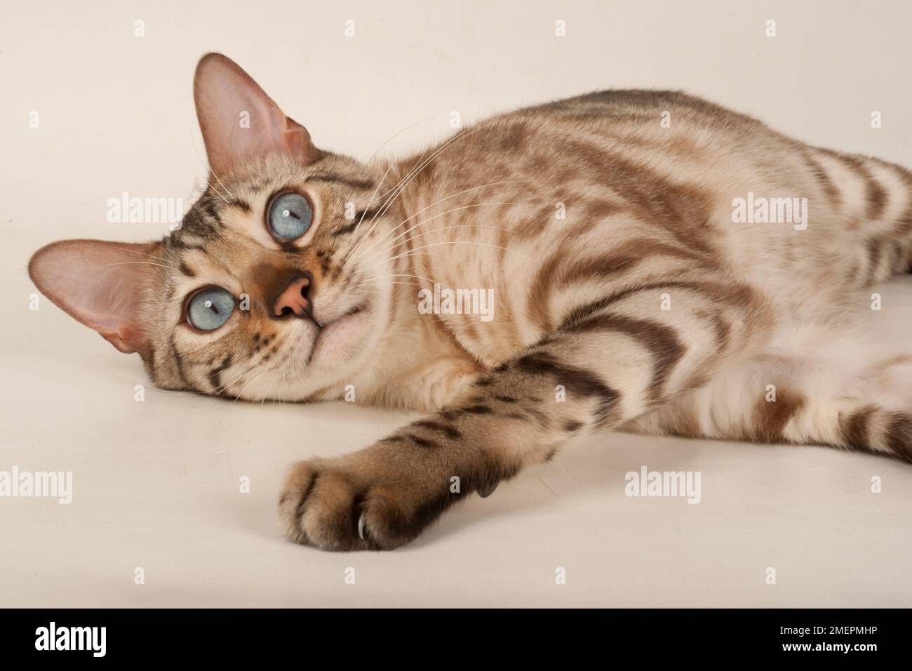 Braune bengalische Katze mit blauen Augen, die sich hinlegte und in die Kamera schaute Stockfoto