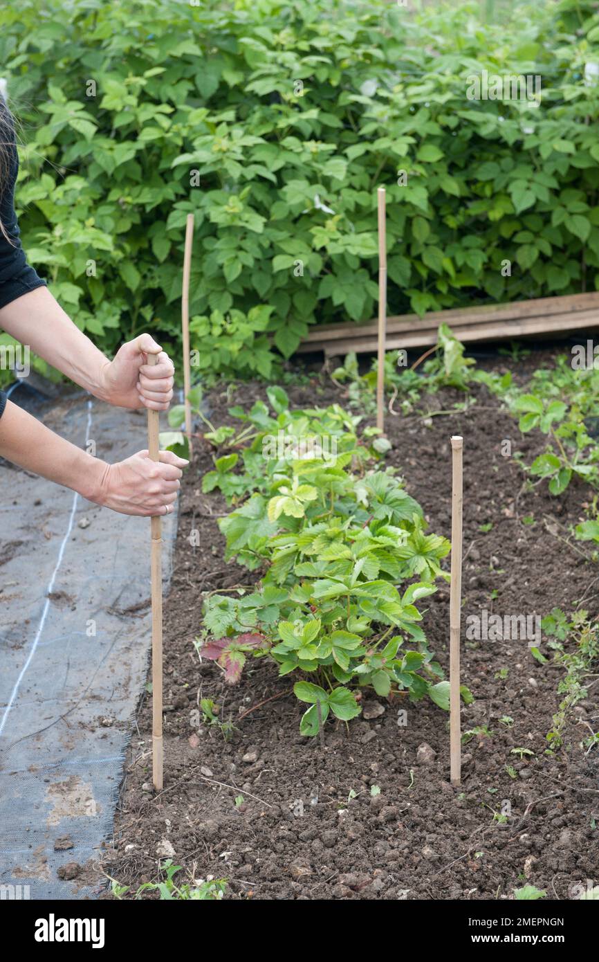 Bau eines Schutzkäfigs um Erdbeerpflanzen Stockfoto