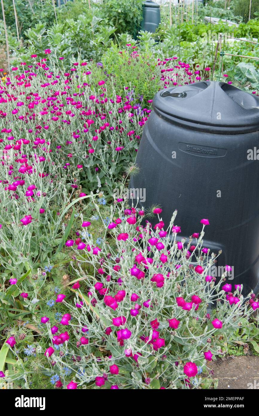 Lychnis wächst neben dem Kompost-Behälter Stockfoto