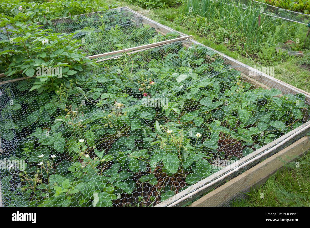 Erdbeerpflanzen in Hochbeeten unter Schutzdrahtnetz Stockfoto