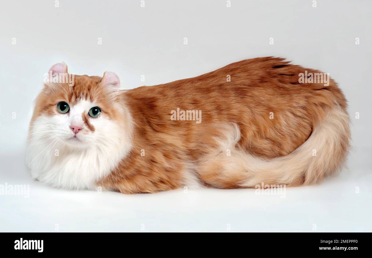 Rote Makrele Tabby und Weiße amerikanische Curl Longhair Katze, liegend, Seitenansicht Stockfoto