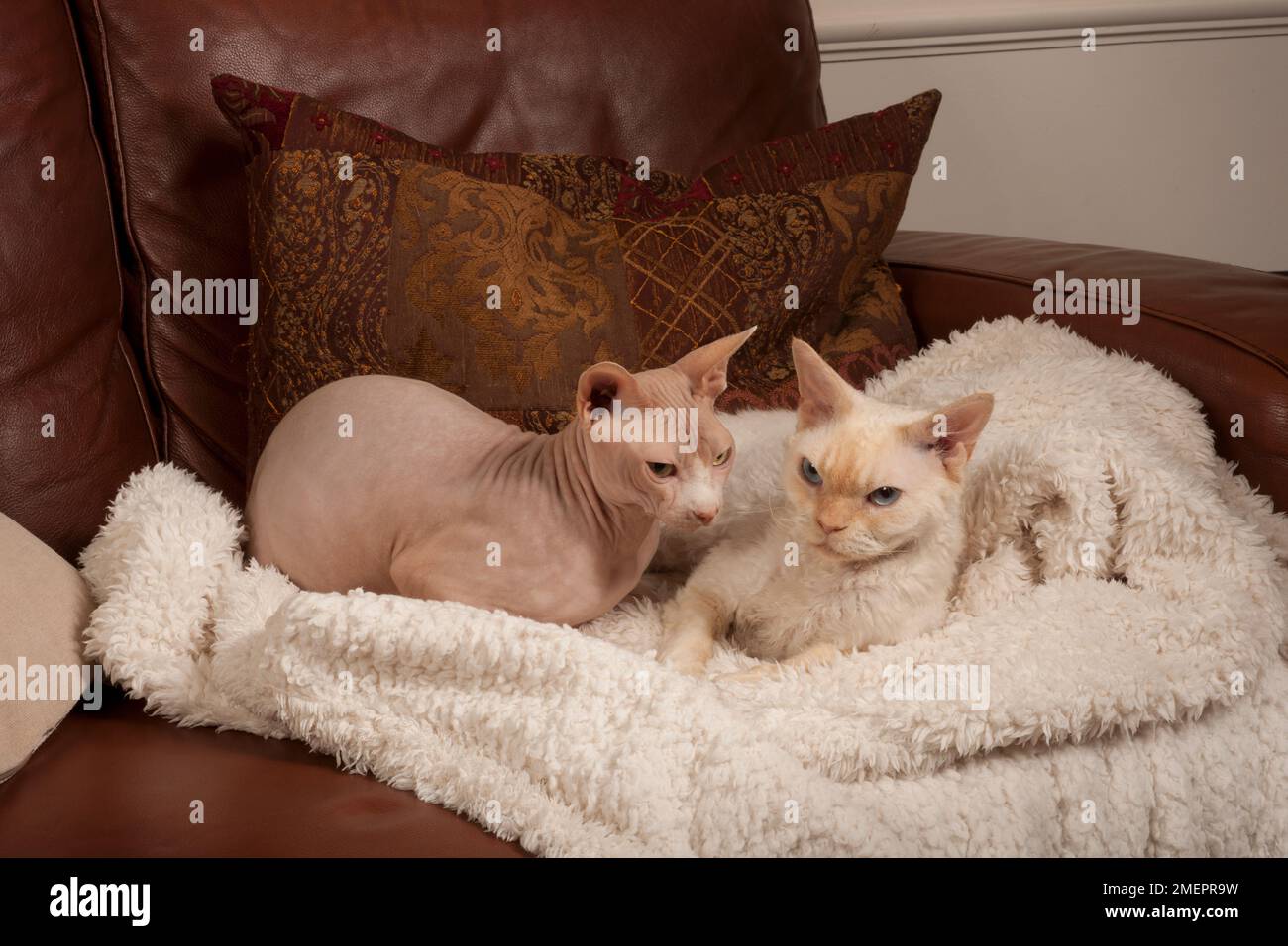 Sphynx-Katze und Cream Point Si-Rex Devon Rex-Katze mit blauen Augen auf einer Decke auf dem Sofa auf einer Decke auf einem Ledersofa Stockfoto