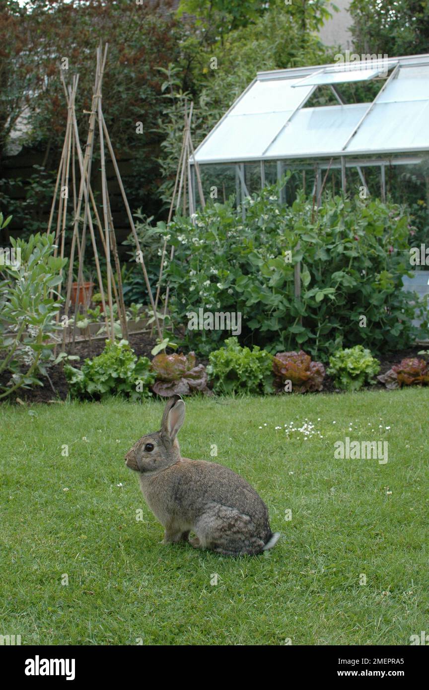 Wildkaninchen (Oryctolagus cuniculus), das auf einer Gartenanlage in der Nähe von Gemüsepflanzen und Gewächshäusern sitzt Stockfoto