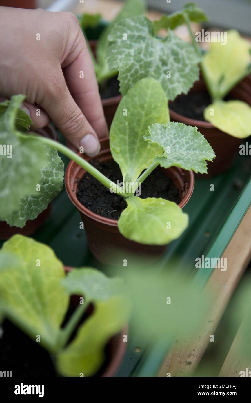 Zucchini, Parador, Kürbisgewächse, Gemüse, gesunde Setzlinge, Echte Blätter, Kohlköpfe, vergossen, Topf gewachsen, bedeckt, Wächst weiter Stockfoto