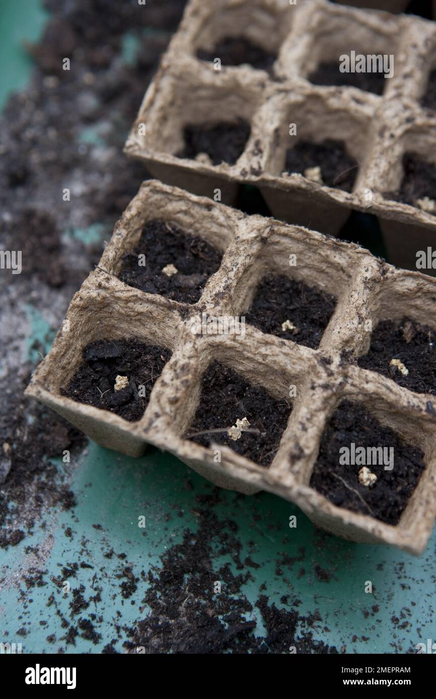 Samen in biologisch abbaubaren modularen Saatgutschalen anpflanzen Stockfoto