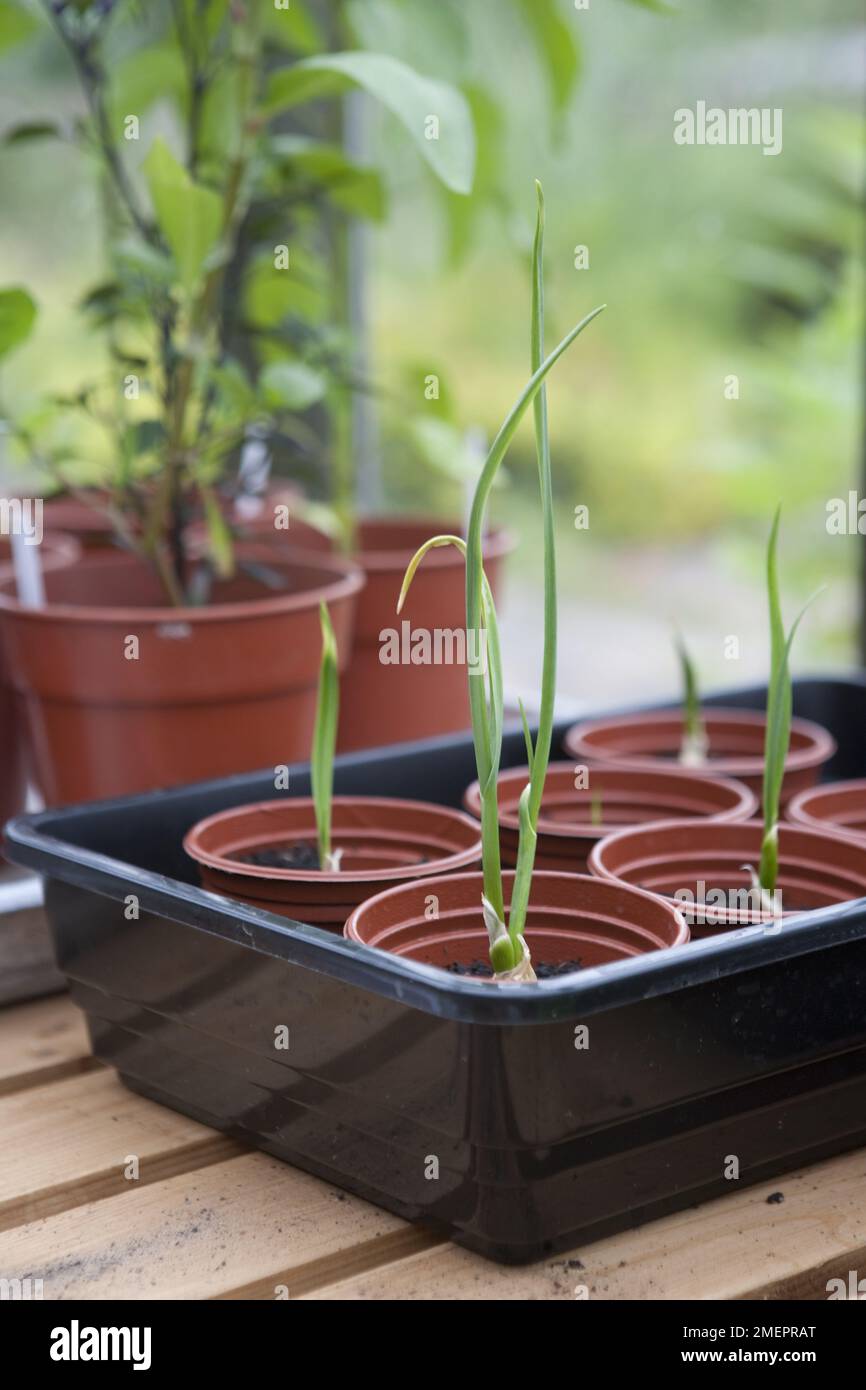 Knoblauchknolle, Knoblauchzehen, wachsen weiter, neue Triebe, Töpfe, Unterdeck, Gewächshaustisch, Vergusskompost, Gemüse, Alliumfrucht Stockfoto