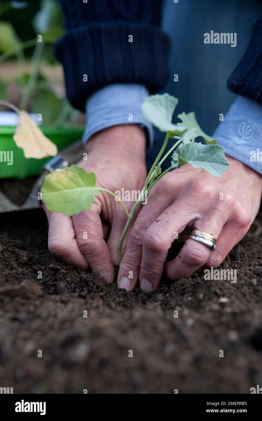 Kohl, Brassica oleracea, Pflanzen junge Pflanzen in den Gemüsegarten Stockfoto