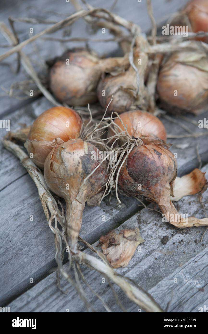 Schalotten, Bananen, Zwiebelernte, Trocknen, reife Zwiebeln, Geerntet, Gemüse, Zwiebelknäuel, trockene Felle Stockfoto