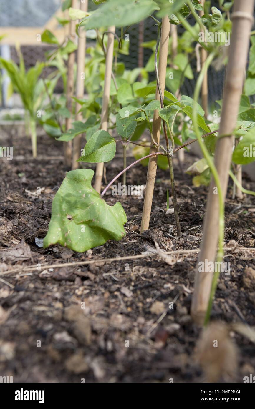 Läuferbohnen, Phaseolus coccineus, junge Pflanzen, die Bambusstangen wachsen Stockfoto