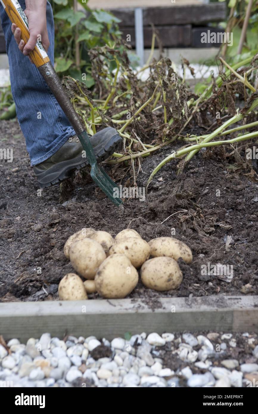 Kartoffelernte mit einer Gartengabel Stockfoto