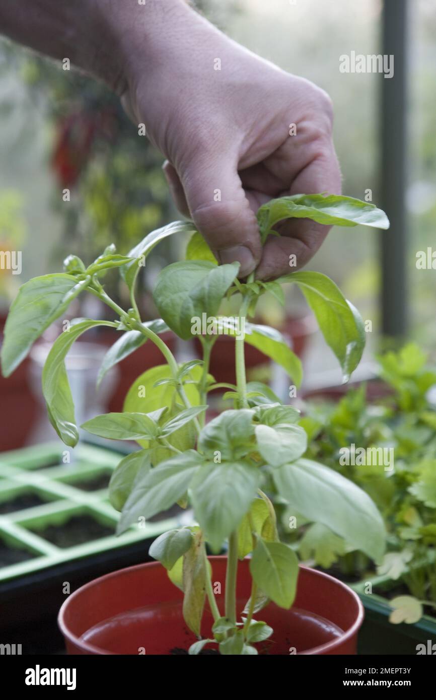 Chilipfeffer, Capsicum, das Wachstum einer Pflanze herausstechen Stockfoto