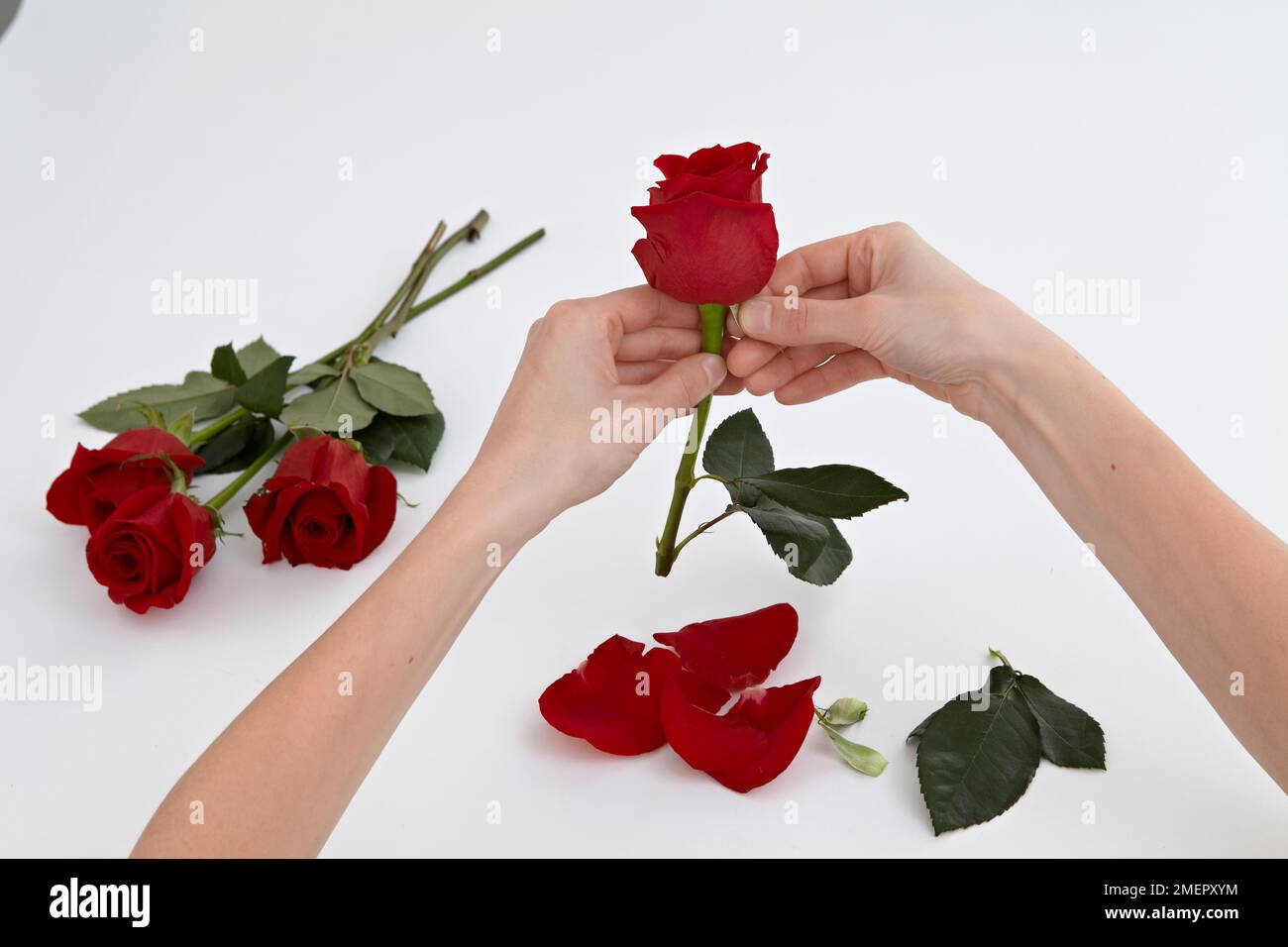Blütenblätter von der roten Rose entfernen, um gepresste Blumen zu machen Stockfoto