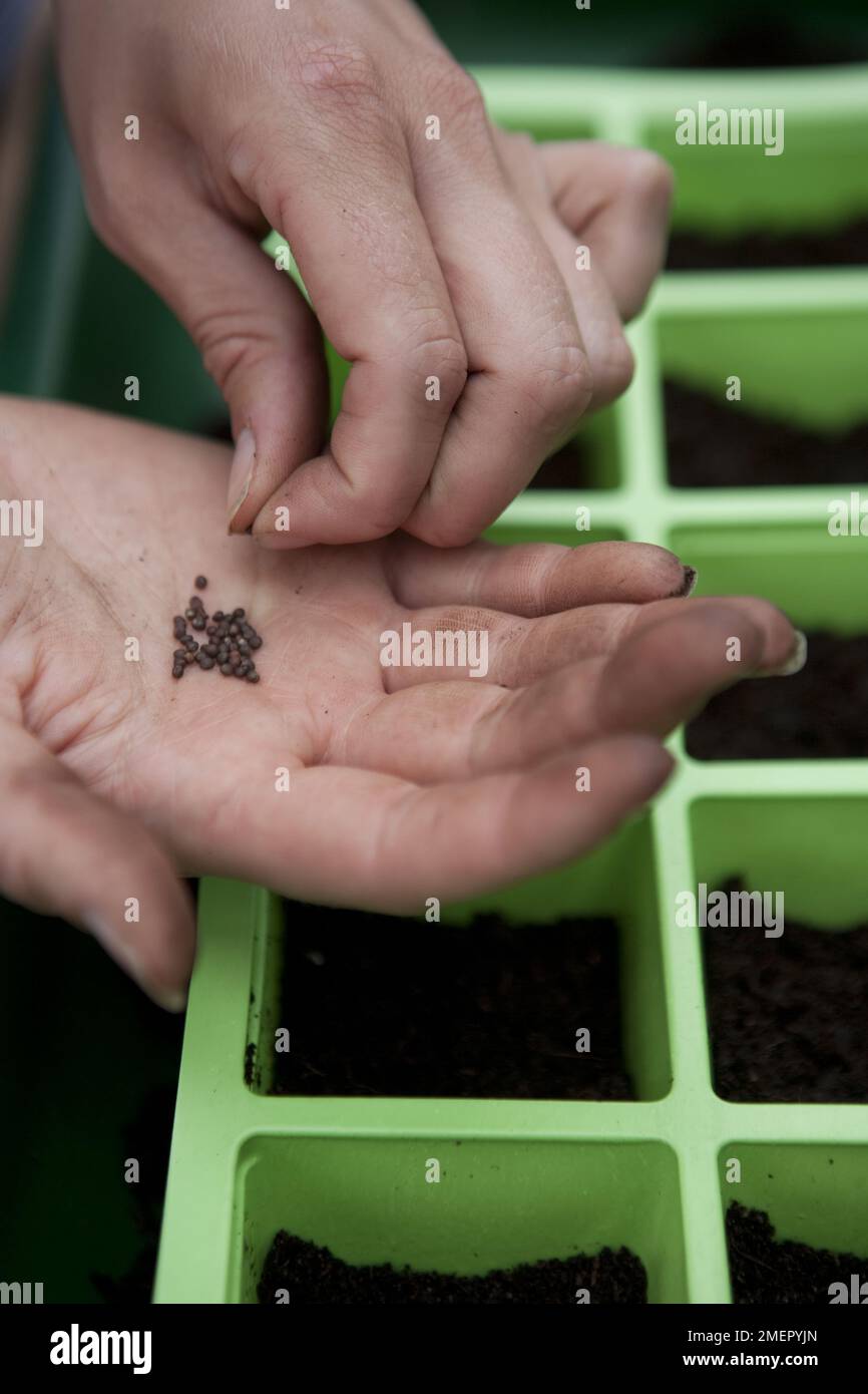 Kohl, Brassica oleracea, Tarvoy, Winterkohl, wirsing, Saatgut in modulare Schale einsäen Stockfoto