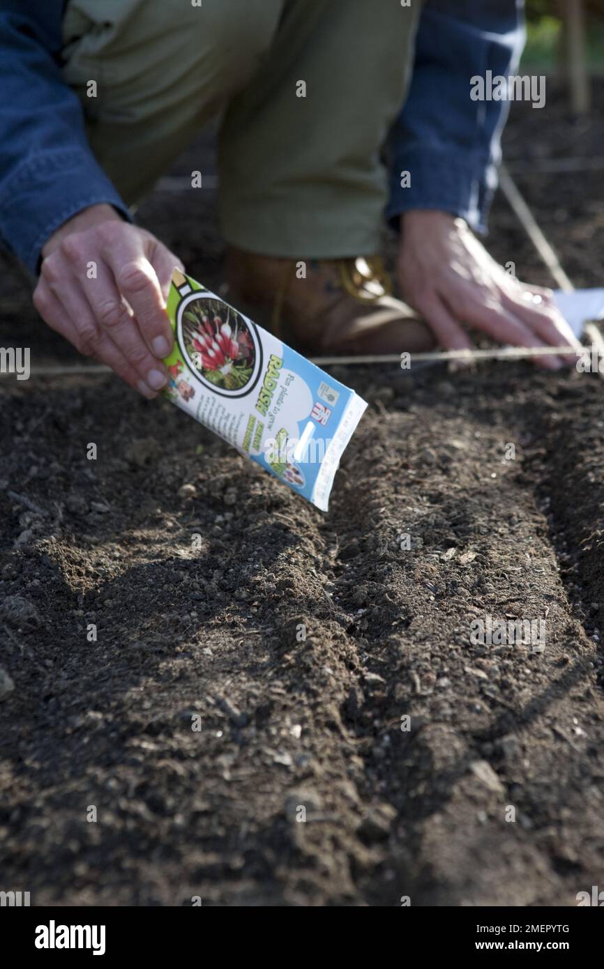 Rettich, Raphanus sativus, französisches Frühstück, Samen direkt aus der Packung in das Gemüsebett aussäen Stockfoto