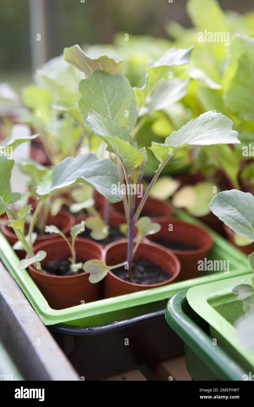 Calabrese, Fiesta, brassica, Brokkoli, in Töpfen aushärtende Jungpflanzen Stockfoto