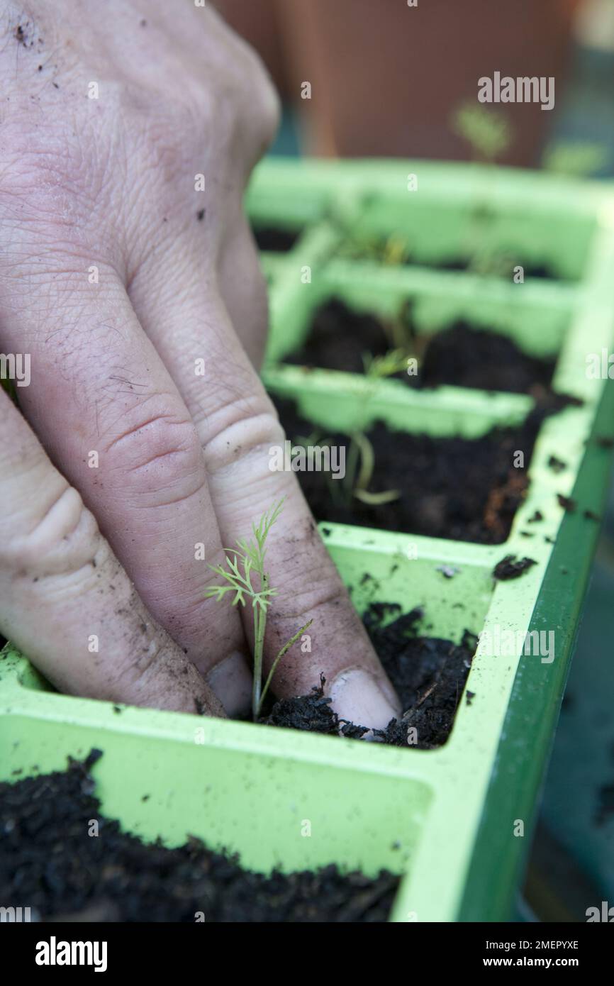 Dill, Kräuter, Anethum Graveolens, Ausstechen von Setzlingen aus dem modularen Tablett Stockfoto