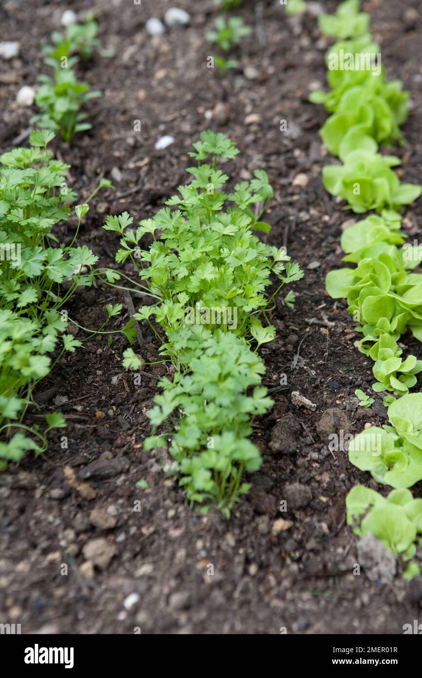 Petersilie, Lisette, Speisekraut, Zweijahrespflanze, direkt angebaute Setzlinge, die auf Gemüsebett wachsen Stockfoto