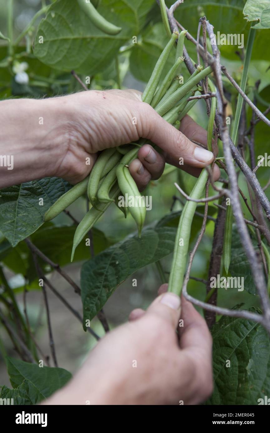 Besteigende Bohnen, Kobra, Bohnen von Pflanzen ernten Stockfoto