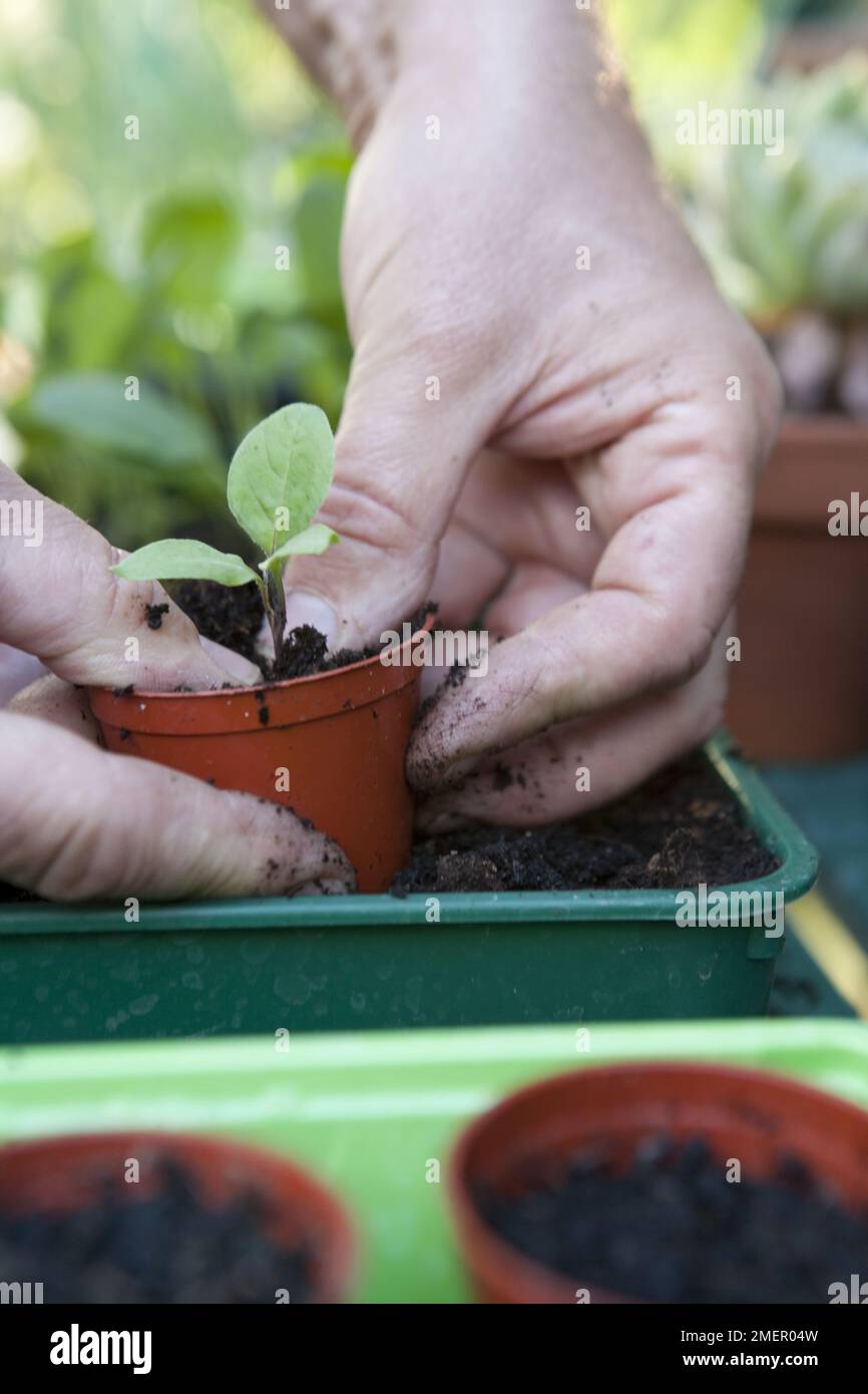 Auberginen-Sämling, junge Pflanzen, ausstechen und auftopfen Stockfoto