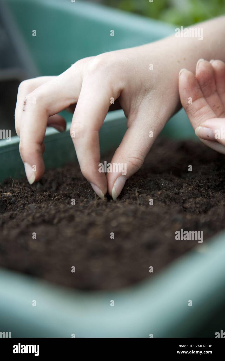 Petersilie, kulinarische Kräuter, Zweijahrespflanze, Samen in ein Tablett Kompost aussäen Stockfoto