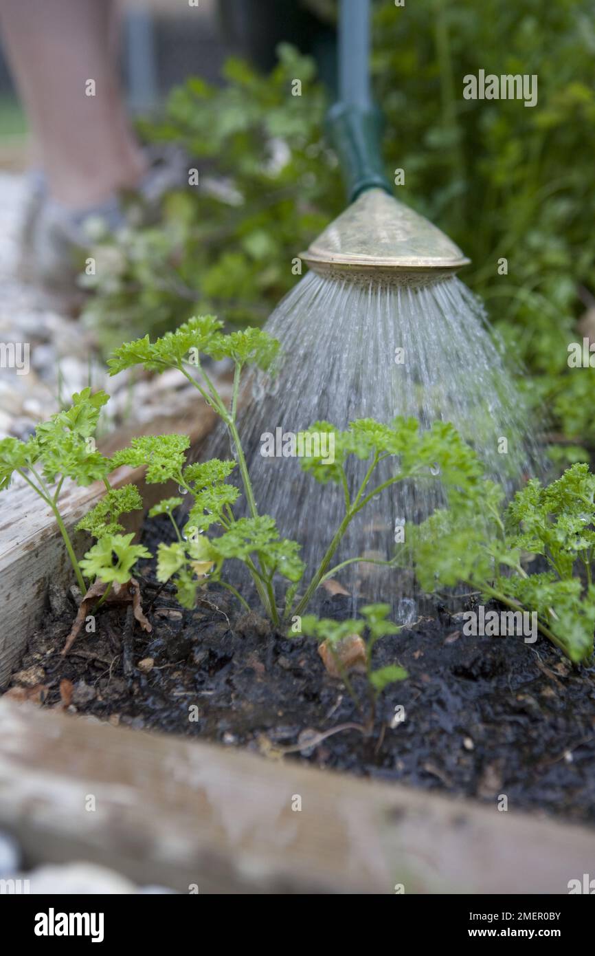 Petersilie, kulinarische Kräuter, Zweijahrespflanze, junge Pflanzen, die im Freien gepflanzt wurden, werden mit einer Gießkanne bewässert Stockfoto