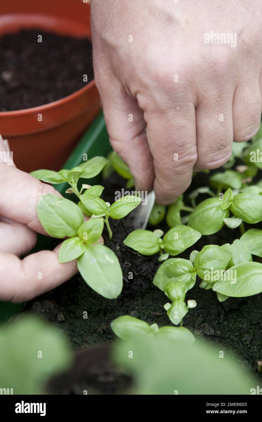Basilikum, Süße Genovese, Aussaat von Sämlingen in der Samenschale Stockfoto