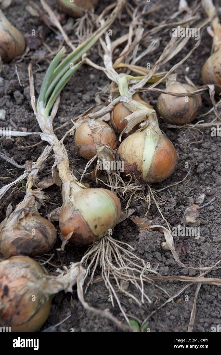 Zwiebeln, Ailsa Craig, Allium, braune Zwiebeln ernten Stockfoto