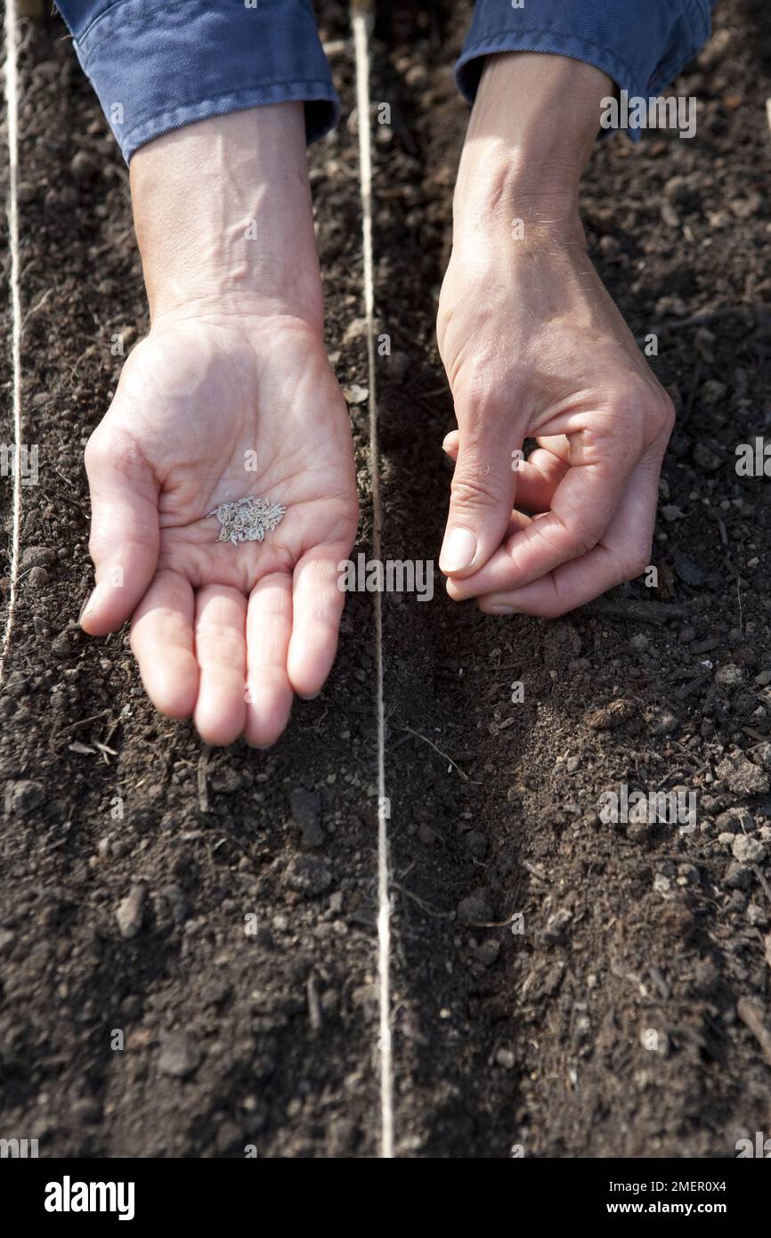 Salat, Lollo Rosso, Salaternte, Samen, die direkt in den Boden eingesät werden Stockfoto