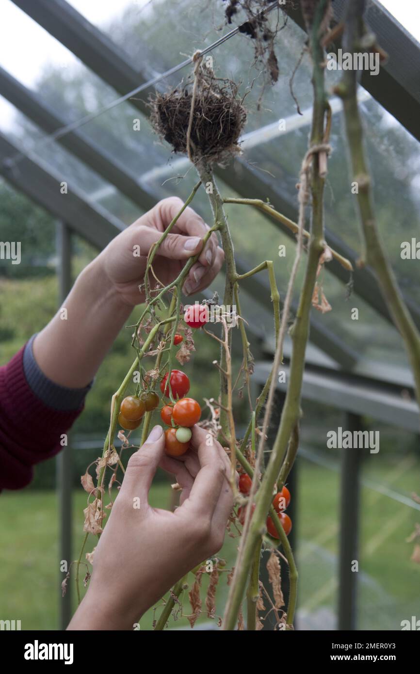 Kopfüber aufgehängt Fotos und Bildmaterial in hoher Auflösung Alamy