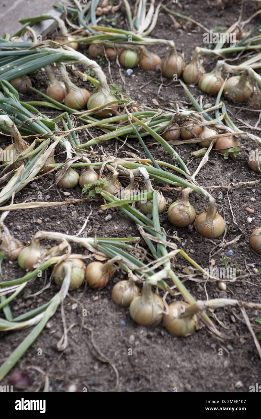 Zwiebel, Ailsa Craig, Gemüsepflanze, reife Zwiebeln trocknen Stockfoto